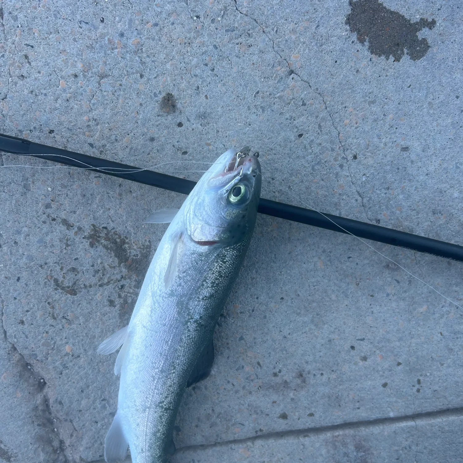 Rainbow trout caught on Fishbrain