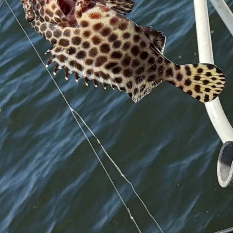 The most recent Orange-spotted grouper catches on Fishbrain