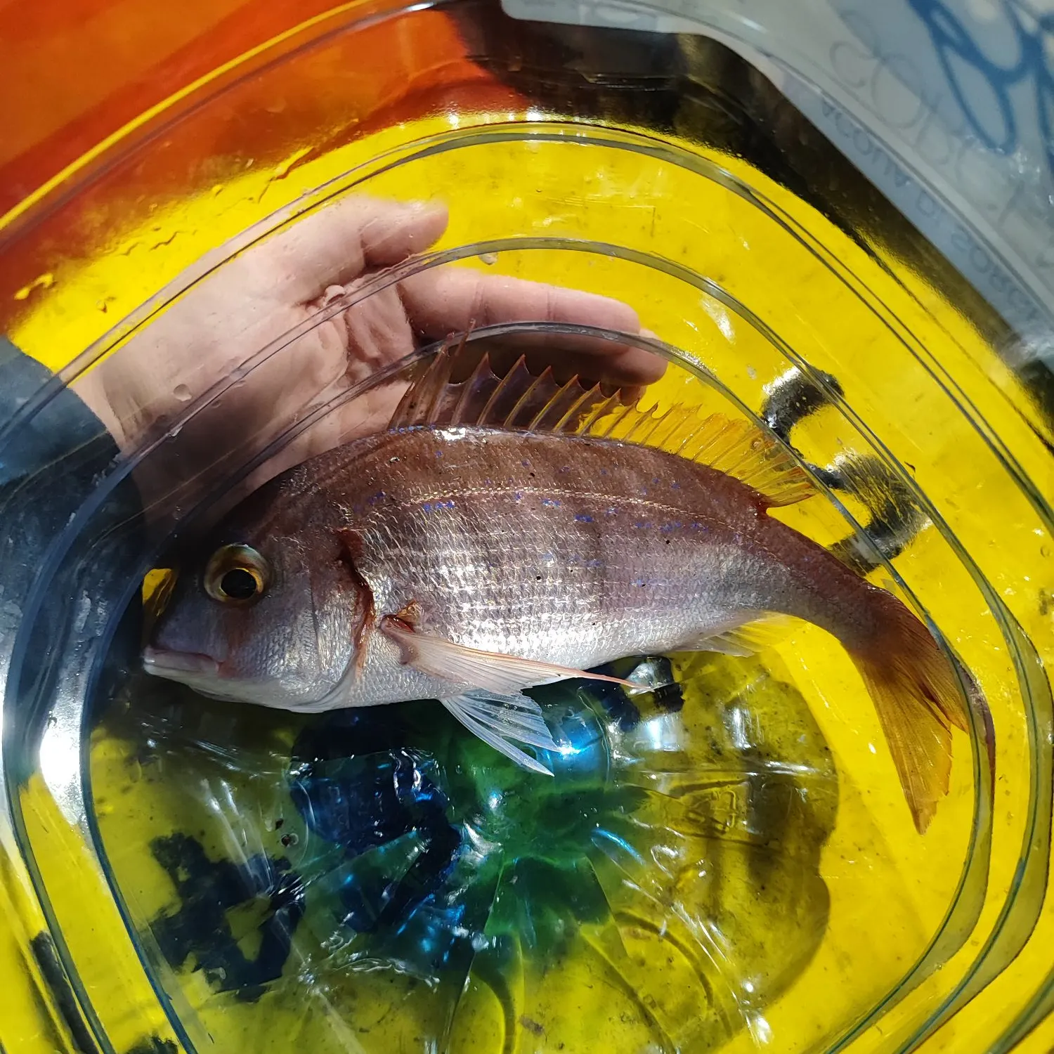 The most recent Common pandora catches on Fishbrain