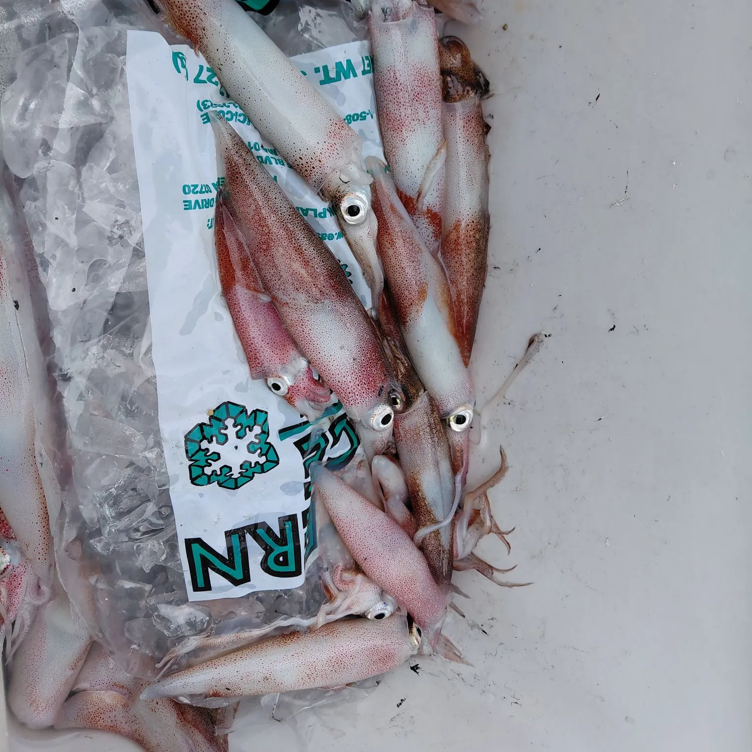 The most recent Longfin inshore squid catches on Fishbrain
