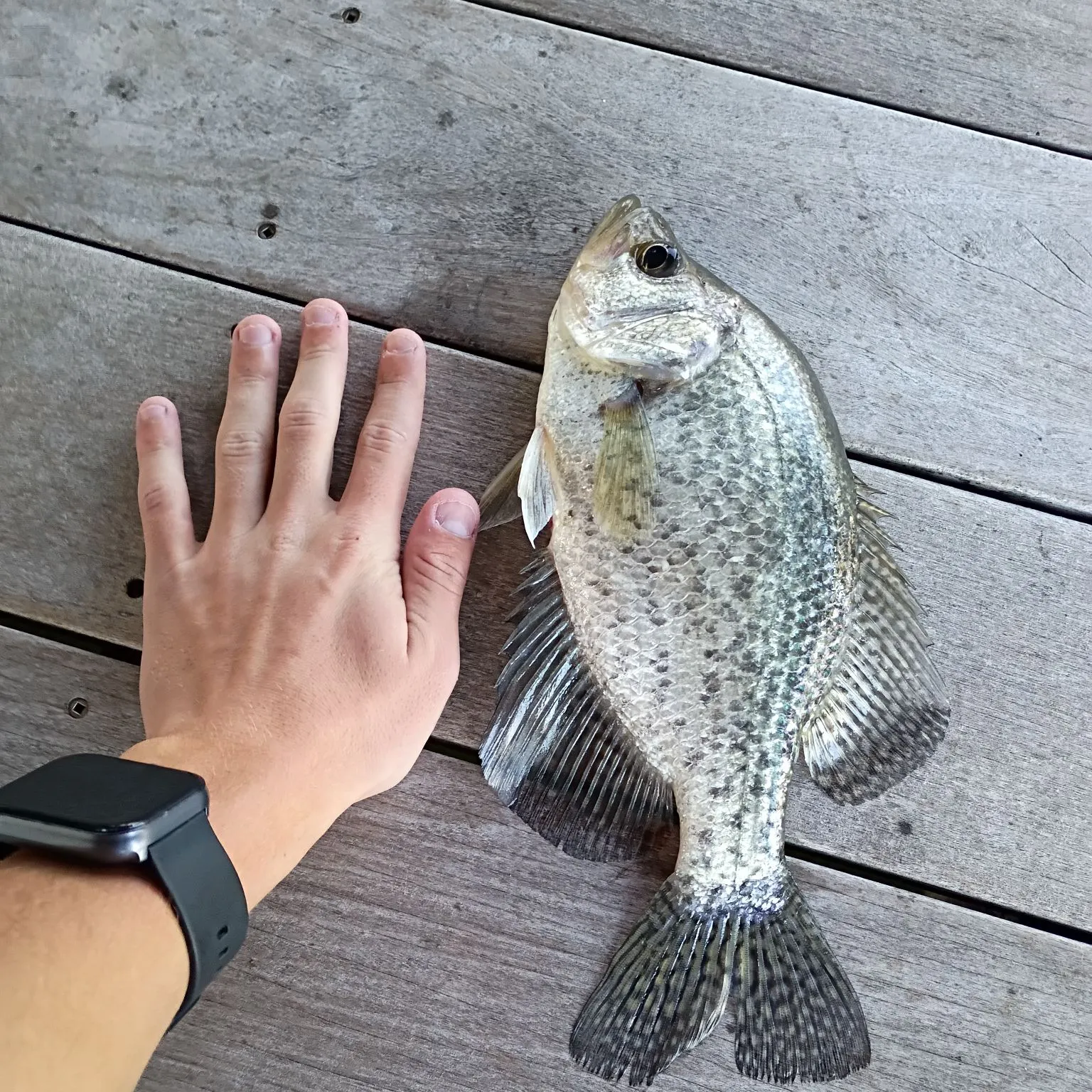 Black crappie caught on Fishbrain
