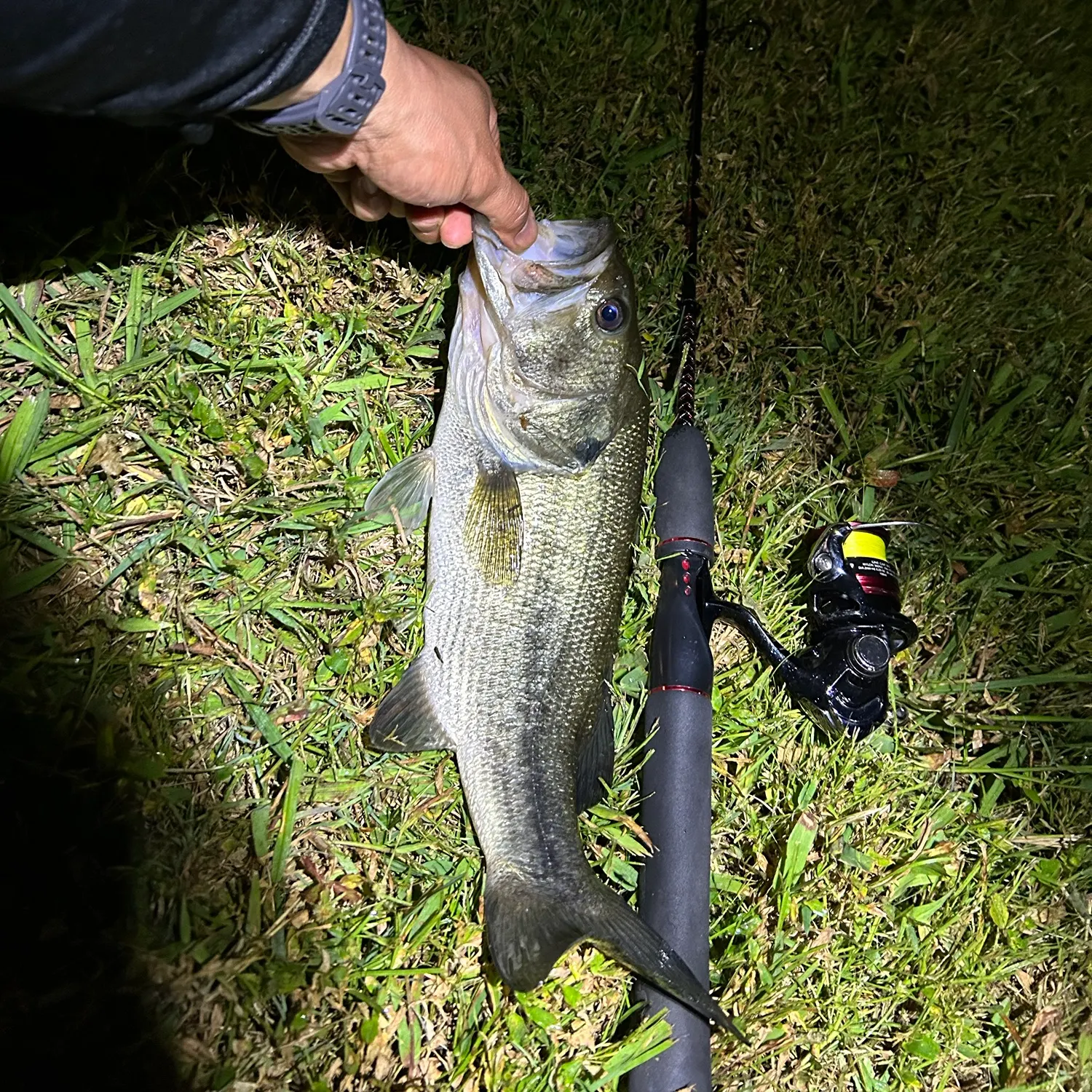 Largemouth bass caught on Fishbrain