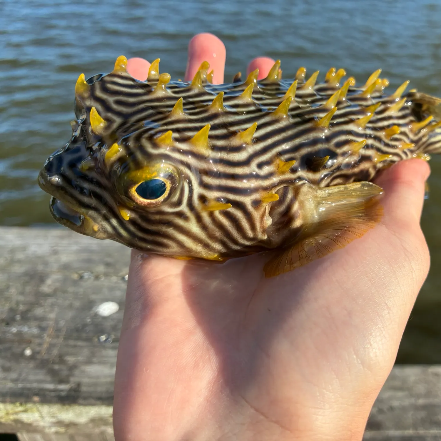 The most recent Striped burrfish catches on Fishbrain