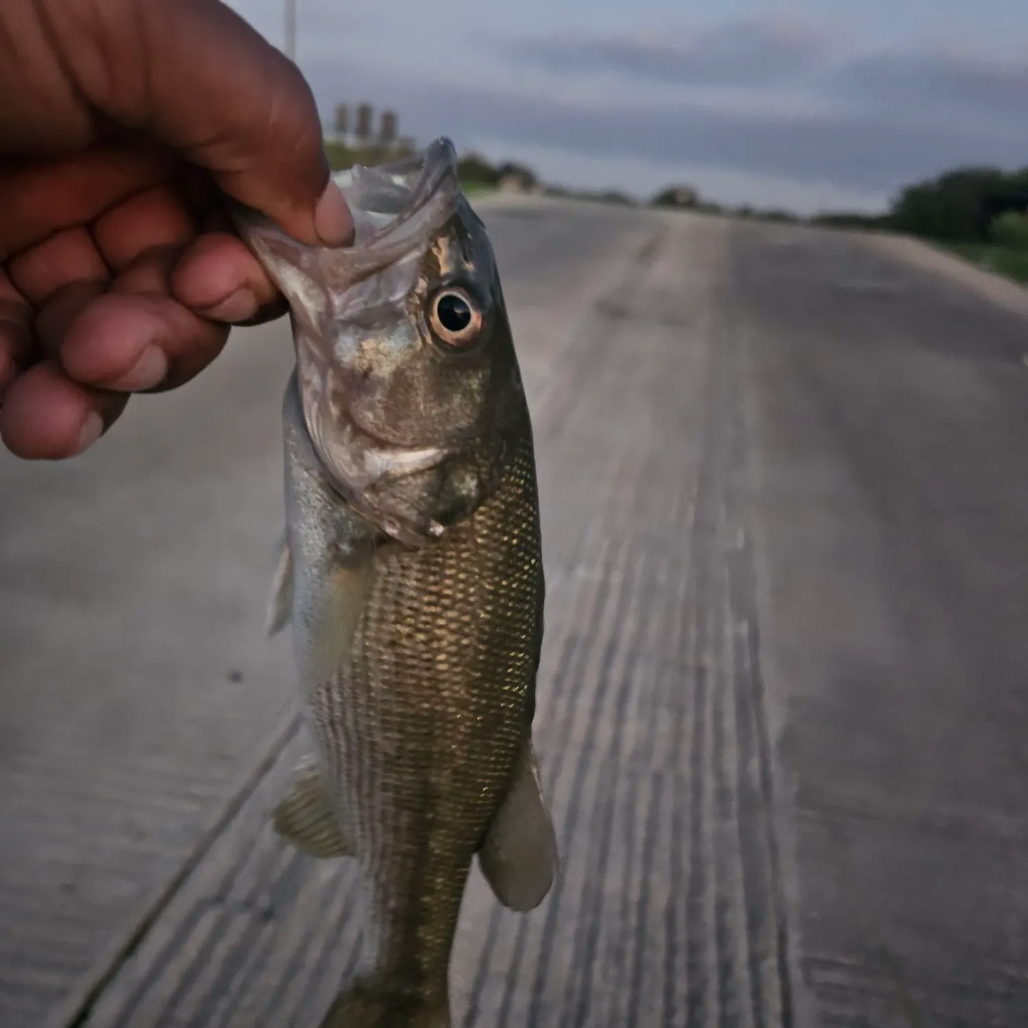 Spotted bass caught on Fishbrain
