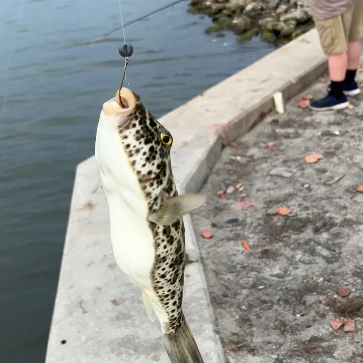 The most popular recent Checkered puffer catch on Fishbrain
