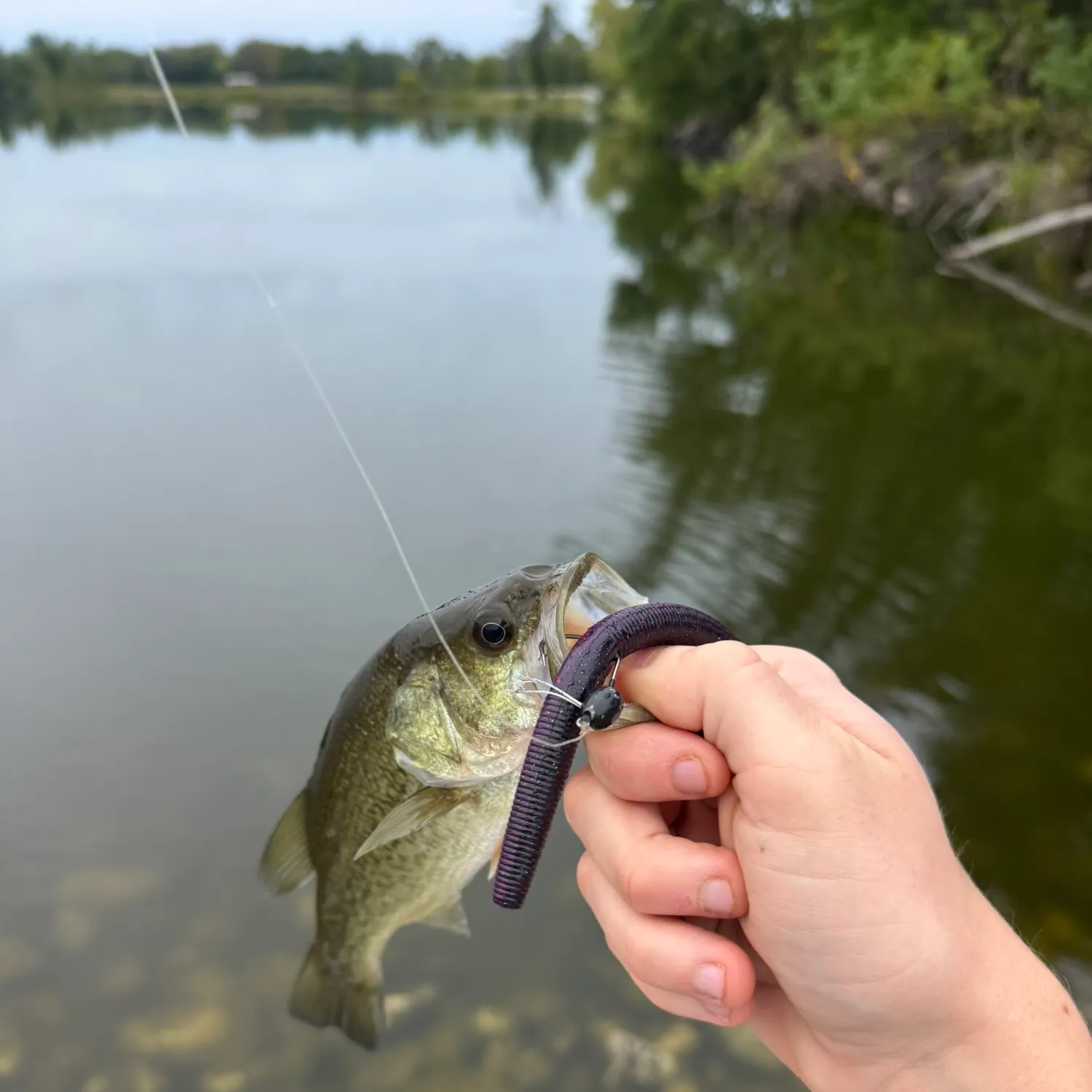 Largemouth bass caught on Fishbrain