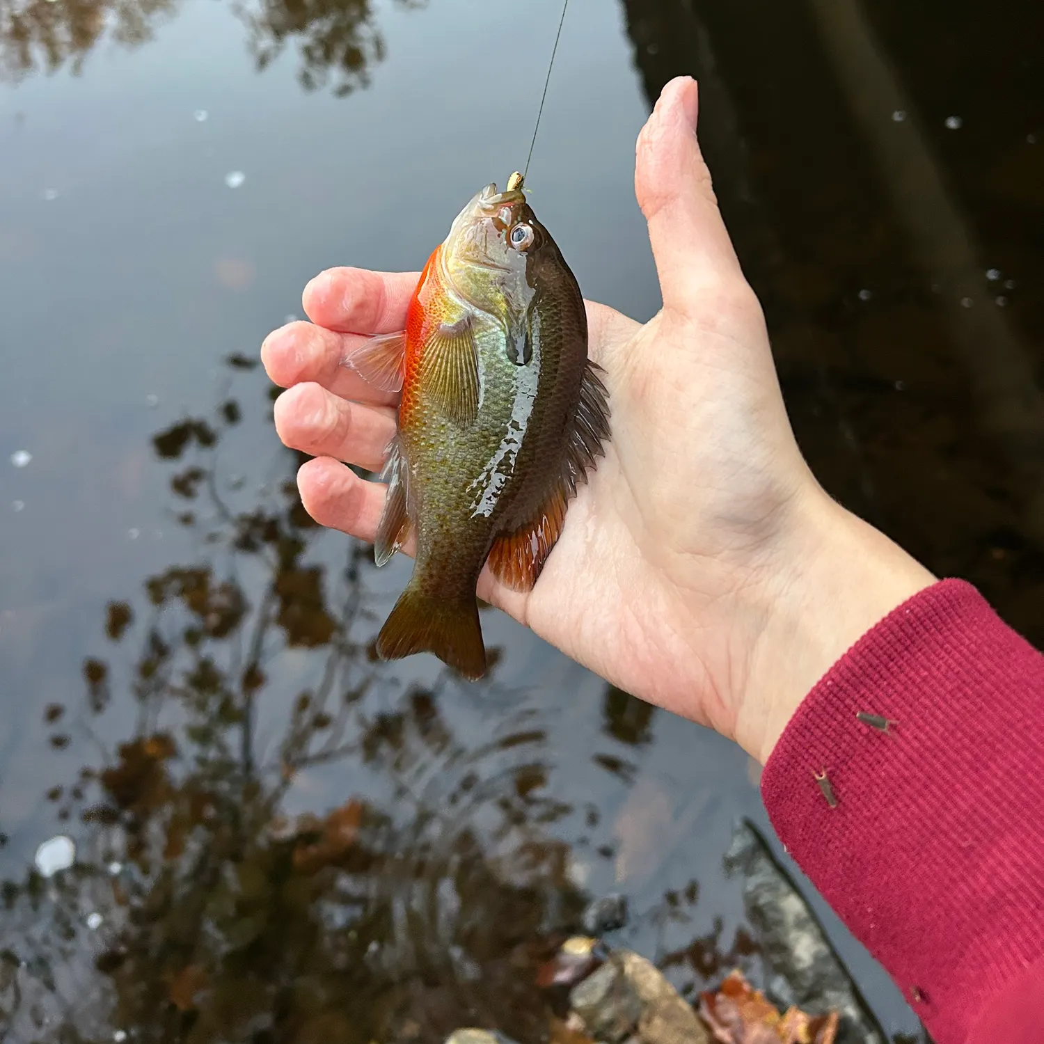 Redbreast sunfish caught on Fishbrain