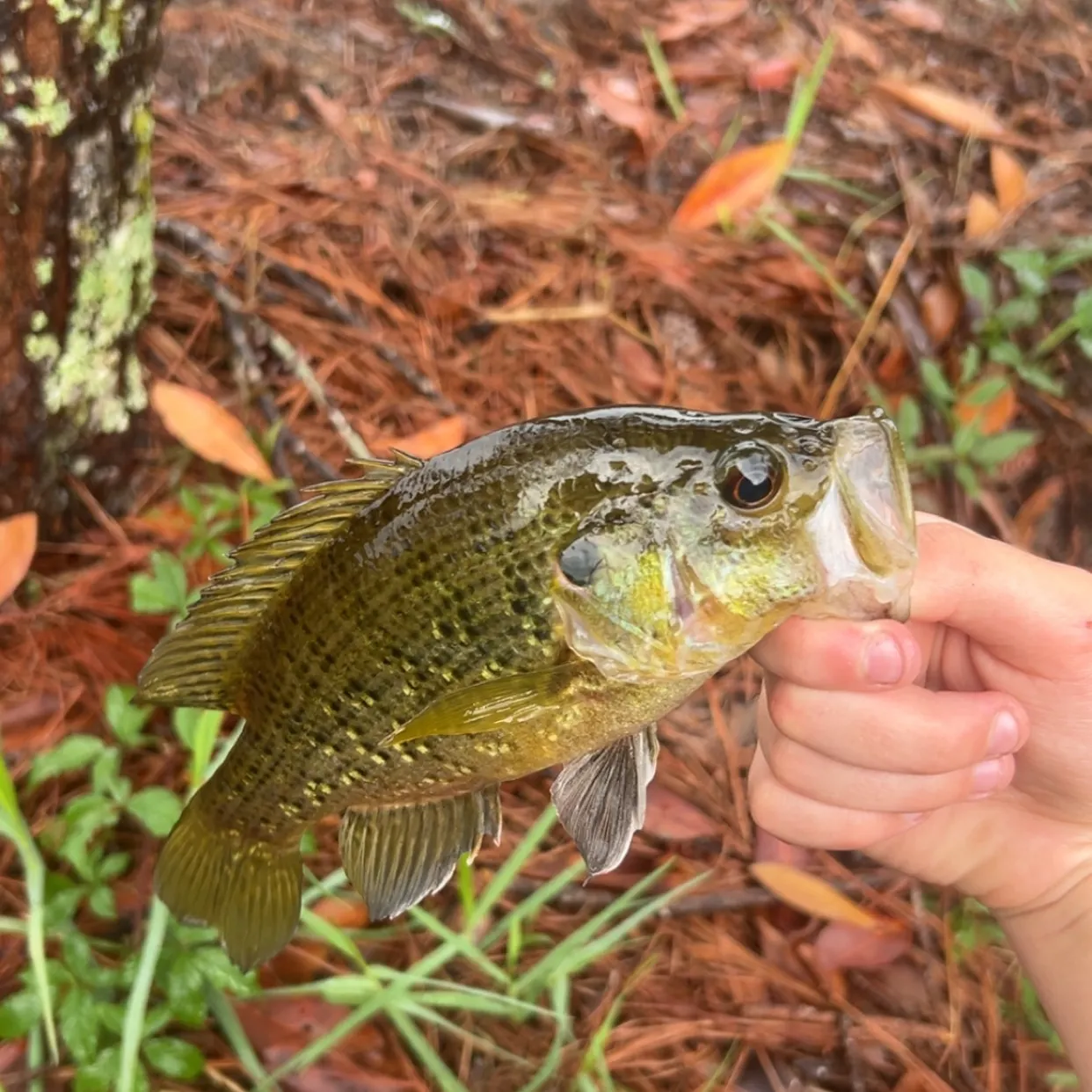 The most recent Flier catches on Fishbrain