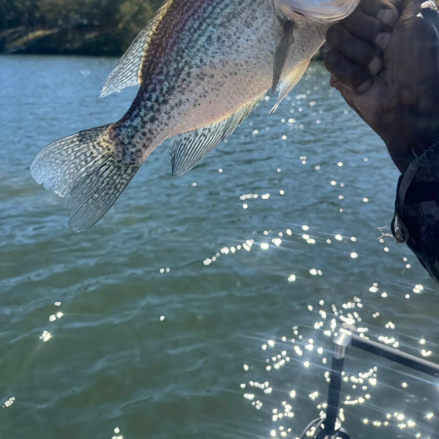 Fish caught on Fishbrain