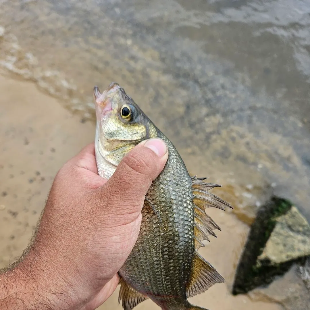 The most recent White perch catches on Fishbrain