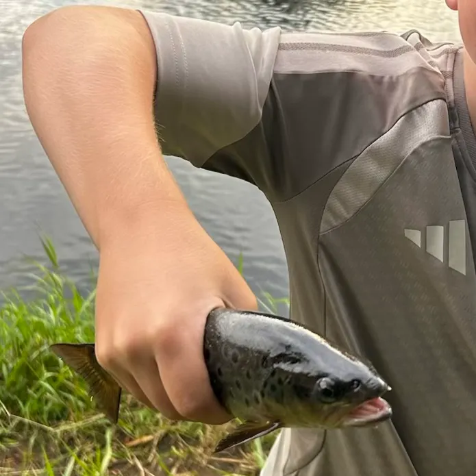 Rainbow trout caught on Fishbrain