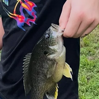 The most recent Green sunfish catches on Fishbrain