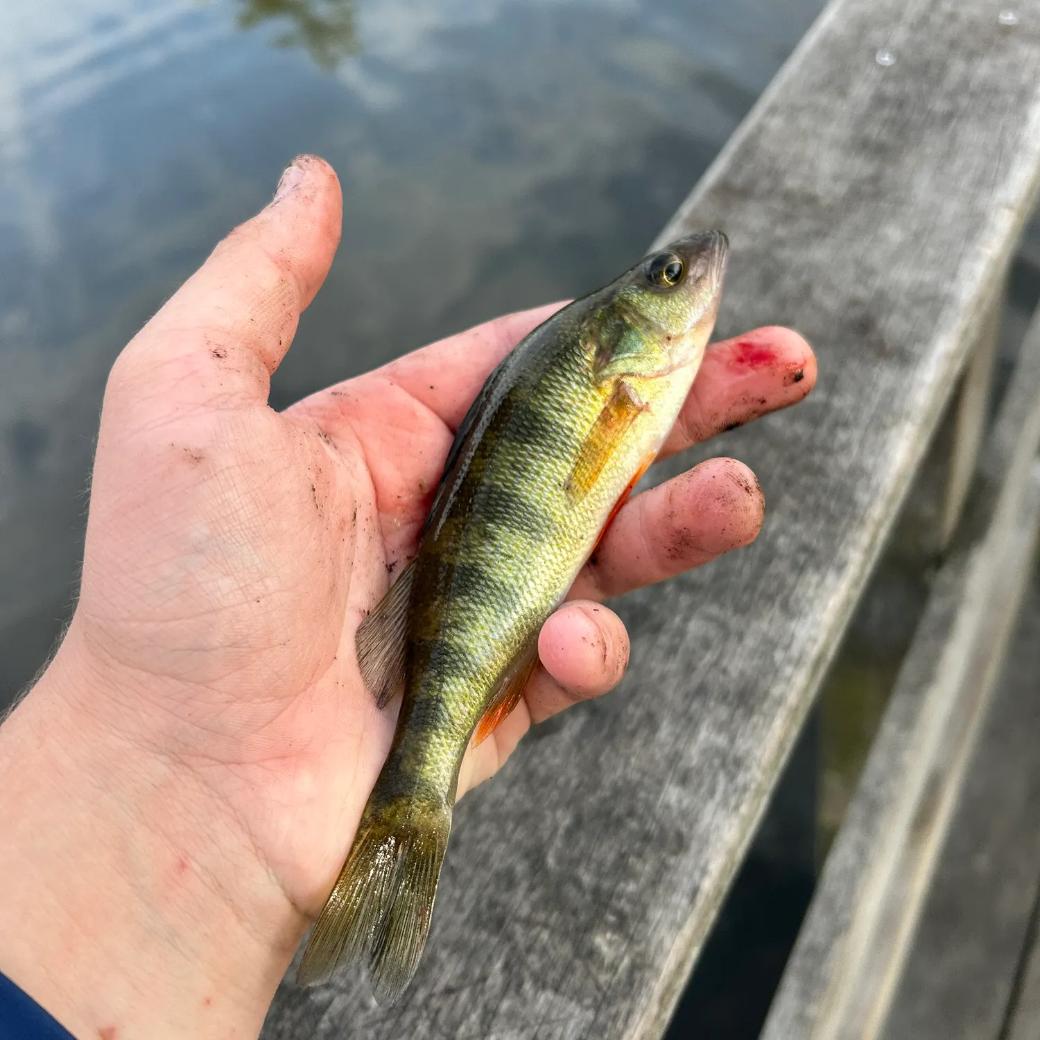 Yellow perch caught on Fishbrain