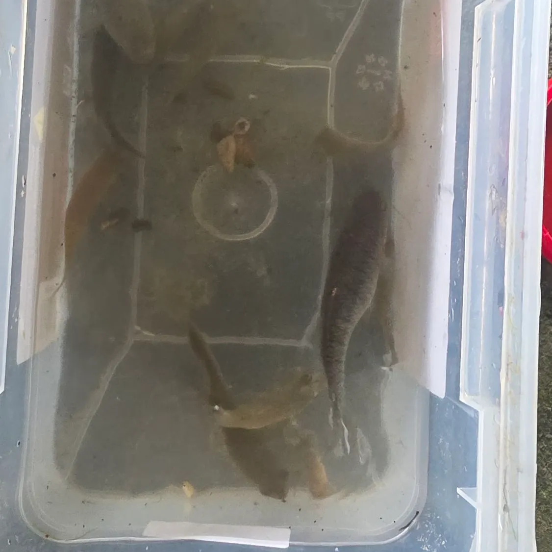 The most recent Mummichog catches on Fishbrain