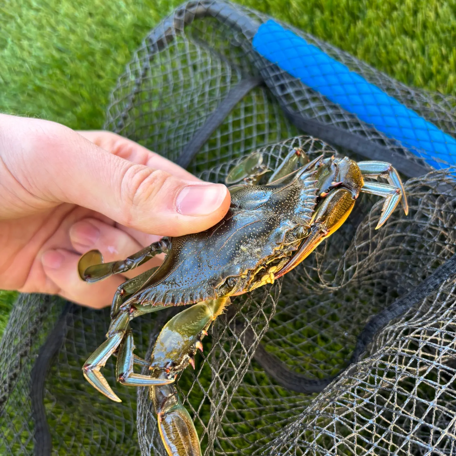 The most recent Blue crab catches on Fishbrain