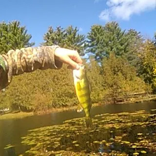Yellow perch caught on Fishbrain
