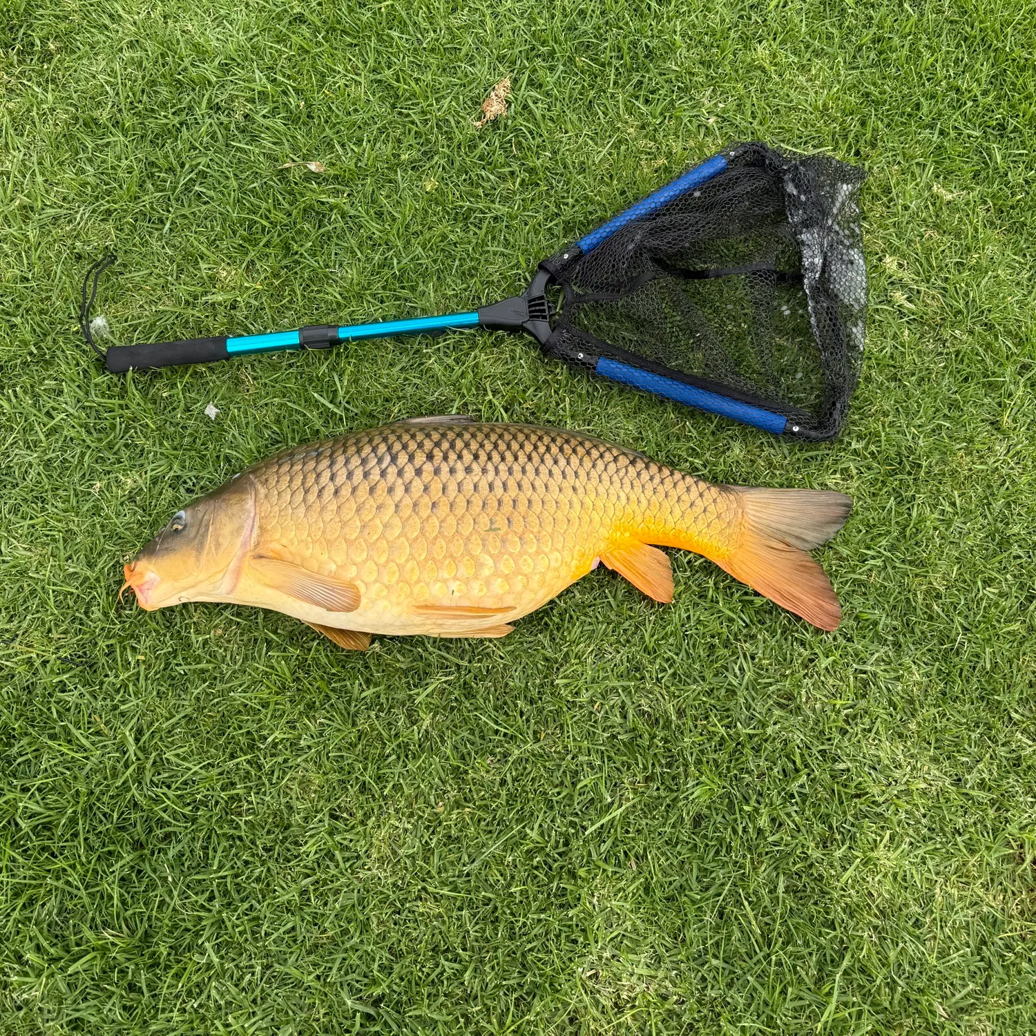 Common carp caught on Fishbrain