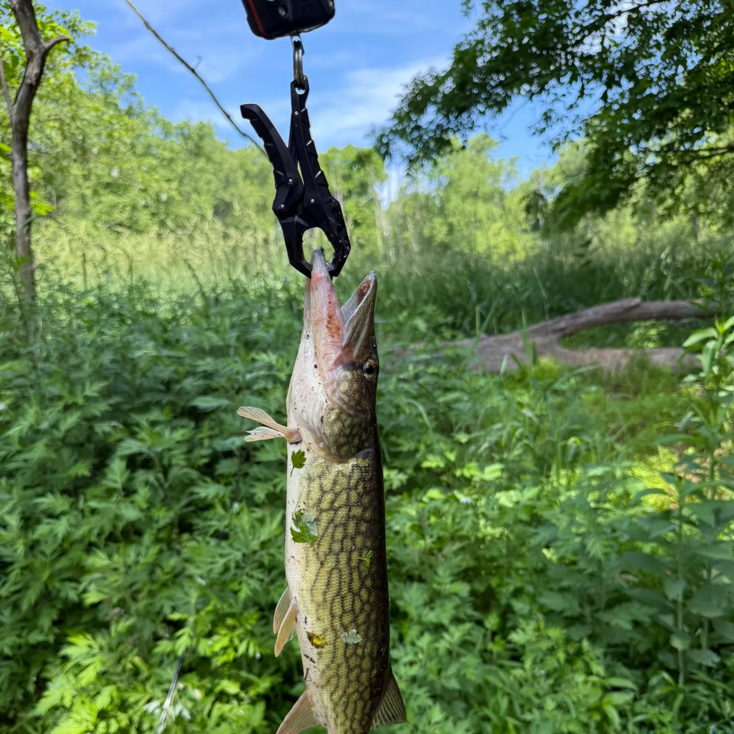 catch