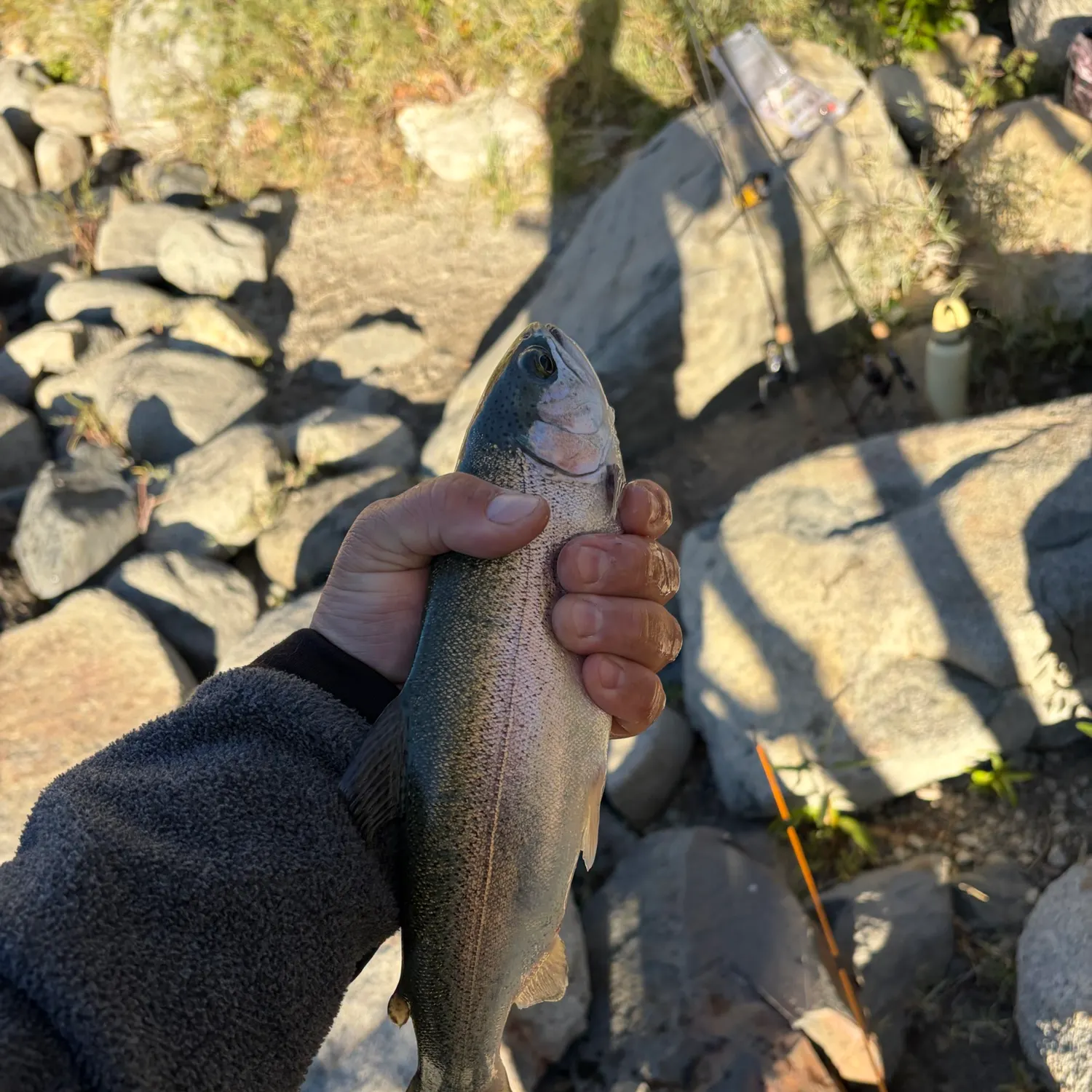 Rainbow trout caught on Fishbrain