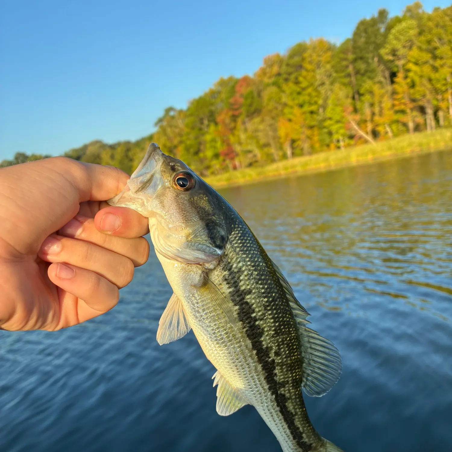 Spotted bass caught on Fishbrain