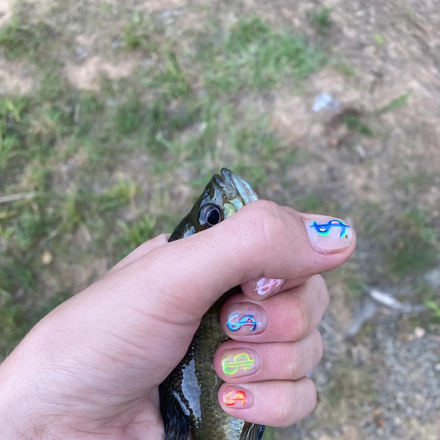 The most recent Bluegill catches on Fishbrain