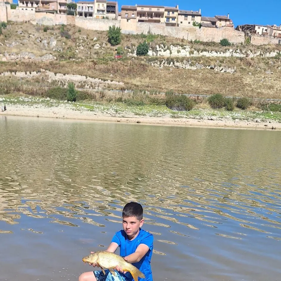 Common carp caught on Fishbrain