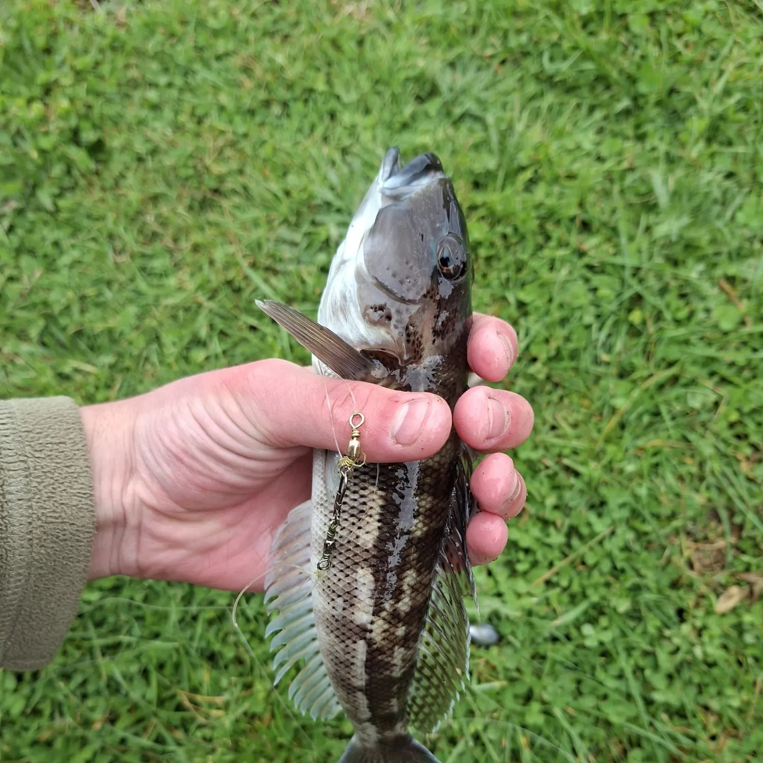 The most recent Blue cod catches on Fishbrain