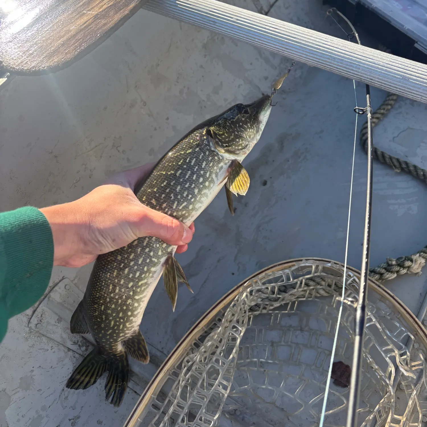 Northern pike caught on Fishbrain