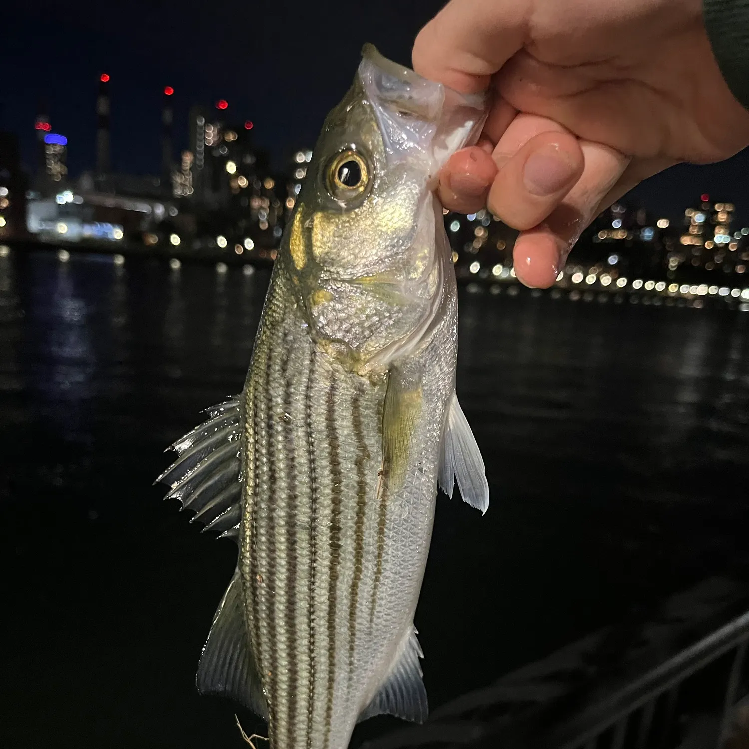 Striped bass caught on Fishbrain