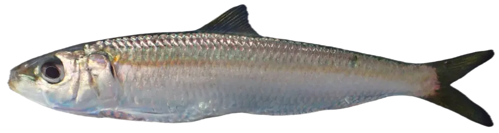 Round sardinella