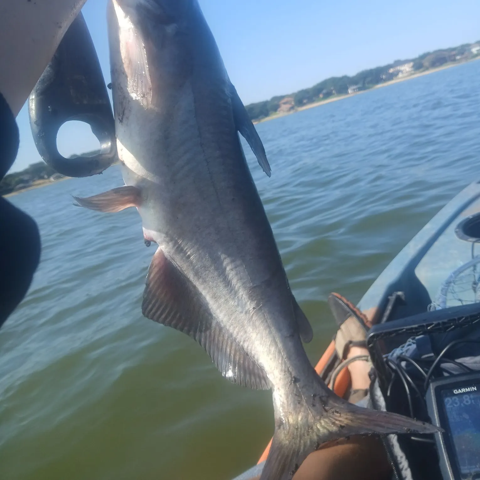 Blue catfish caught on Fishbrain