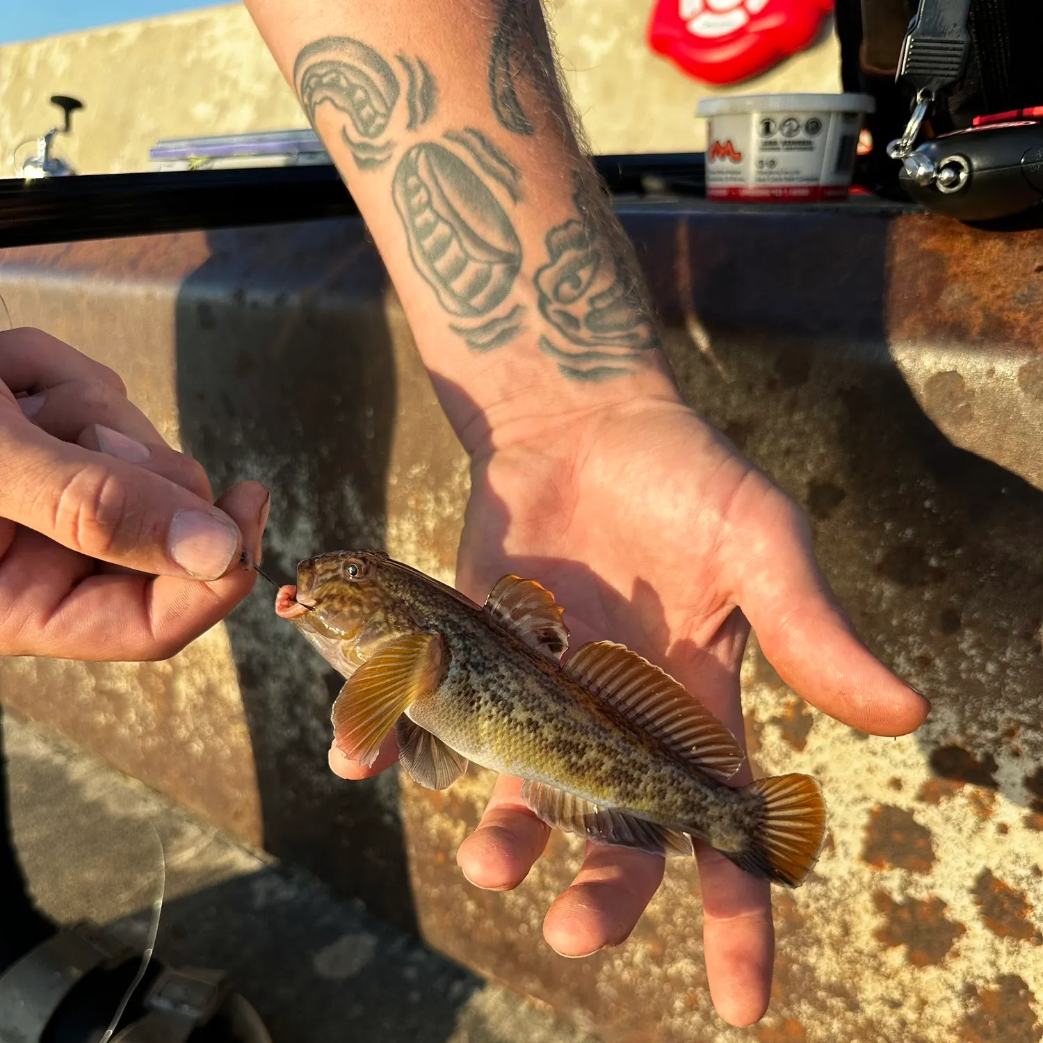 Round goby caught on Fishbrain