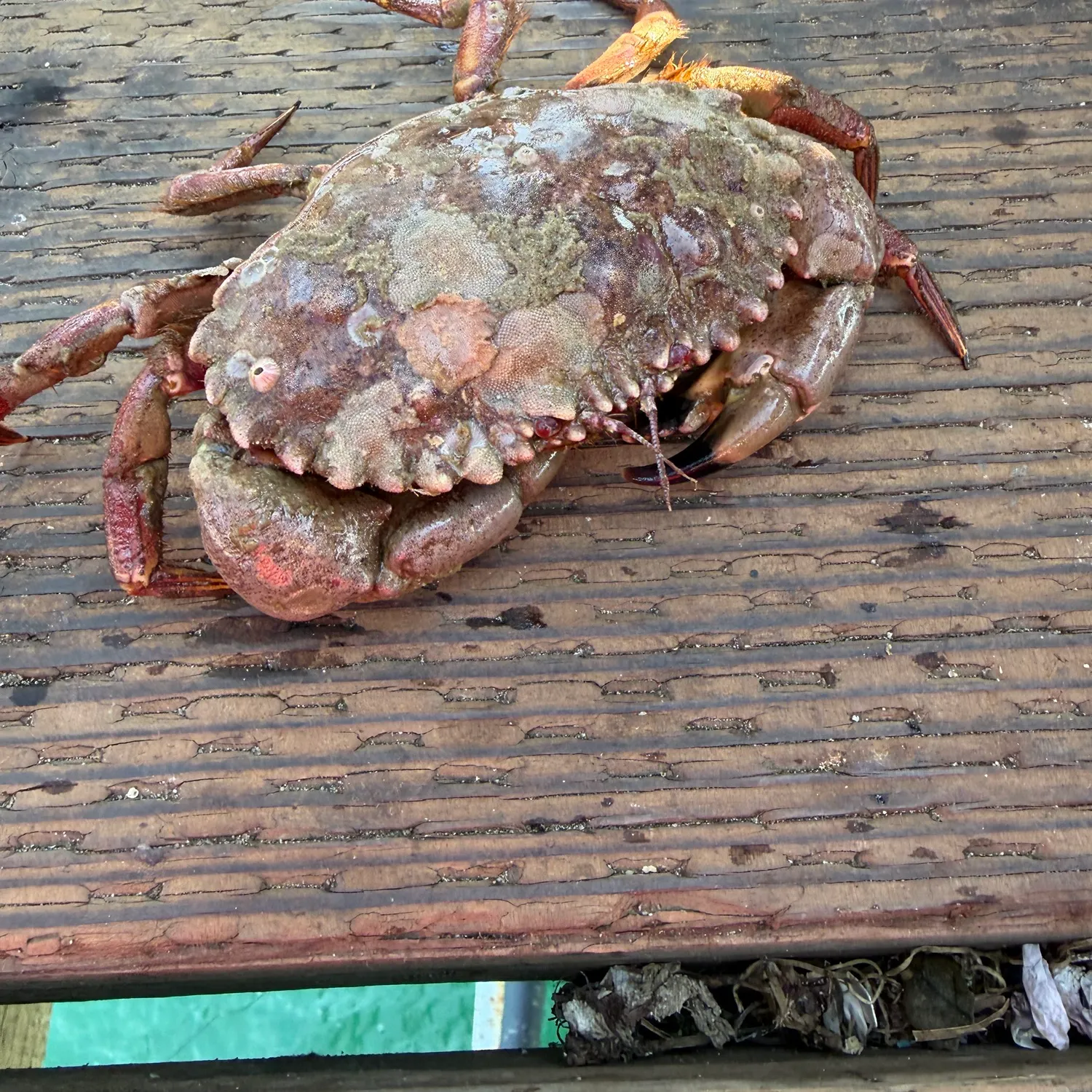 The most recent Pacific rock crab catches on Fishbrain
