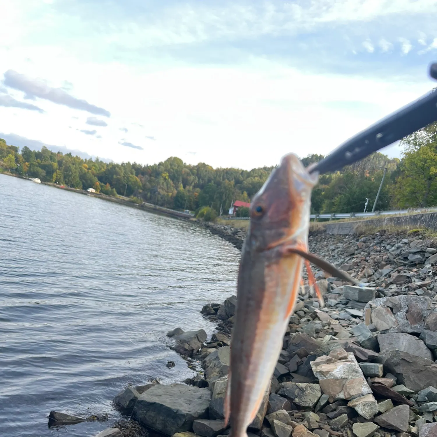 Tub gurnard caught on Fishbrain