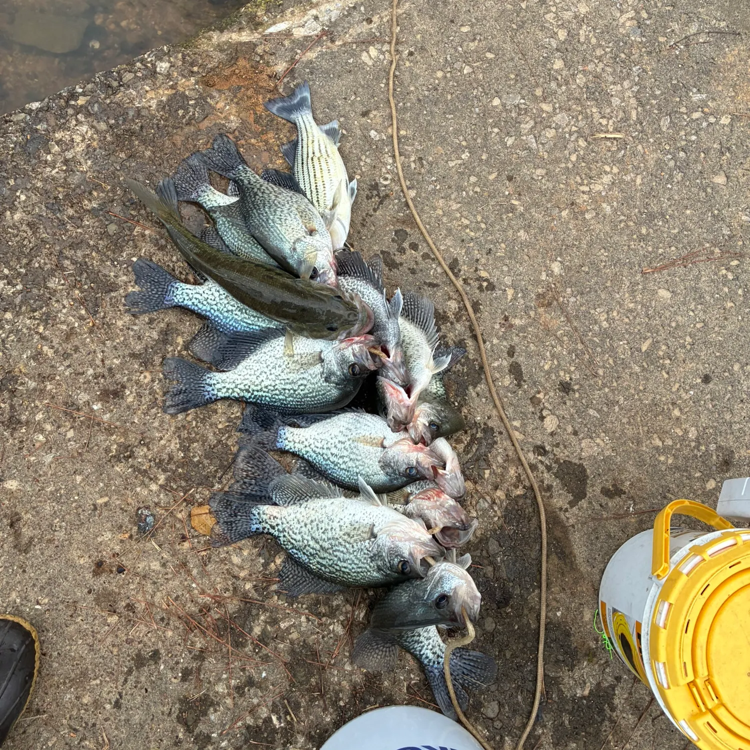 recently logged catches