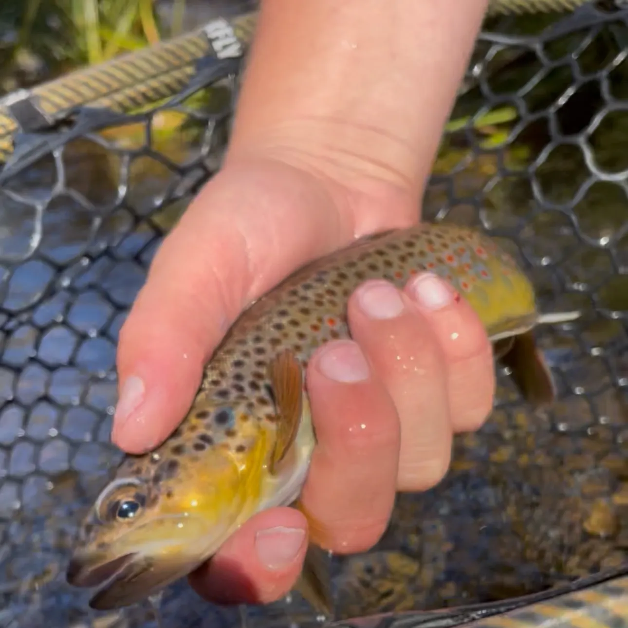 Brown trout caught on Fishbrain
