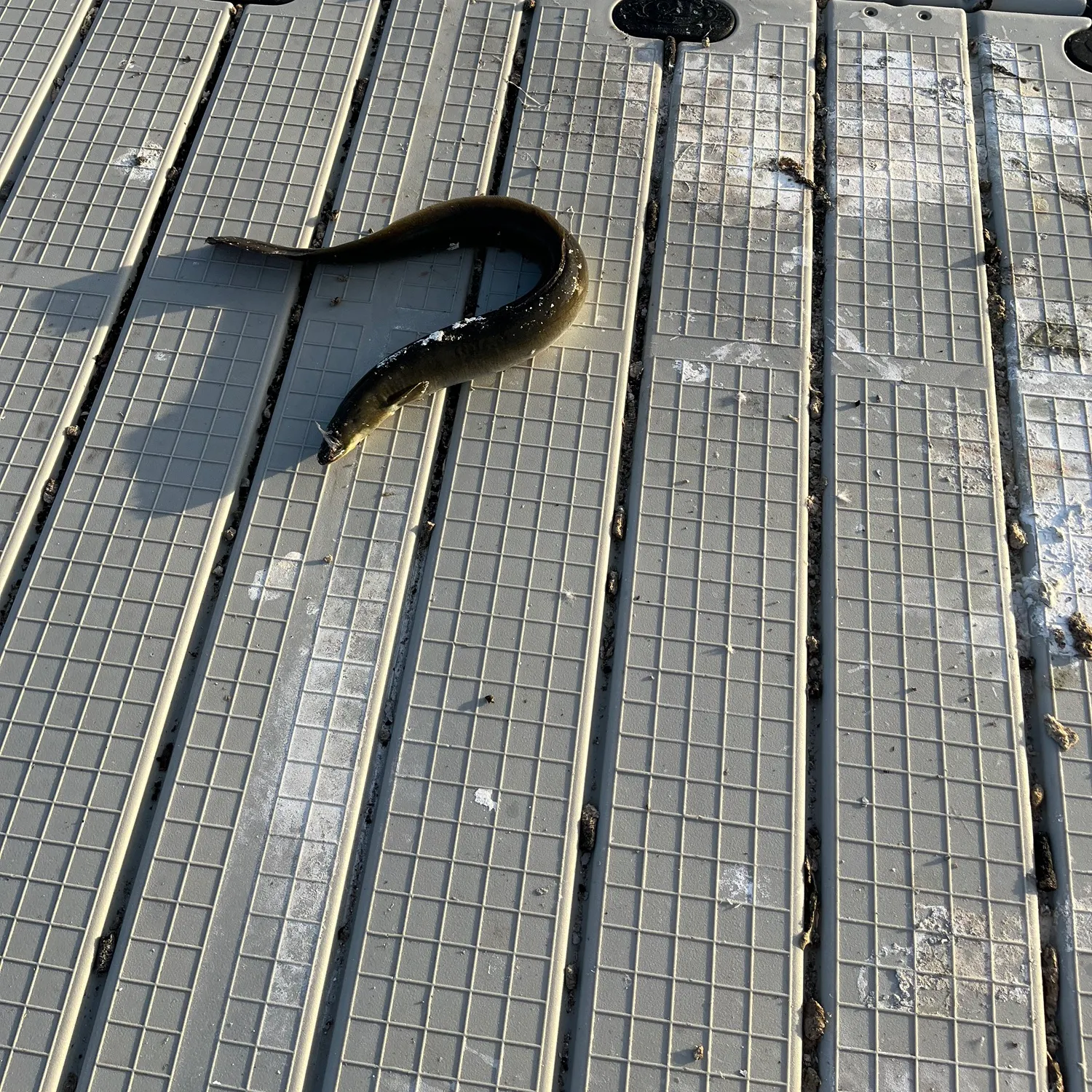 American eel caught on Fishbrain