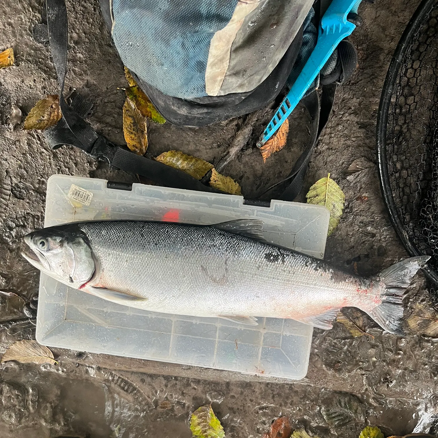 Coho salmon caught on Fishbrain