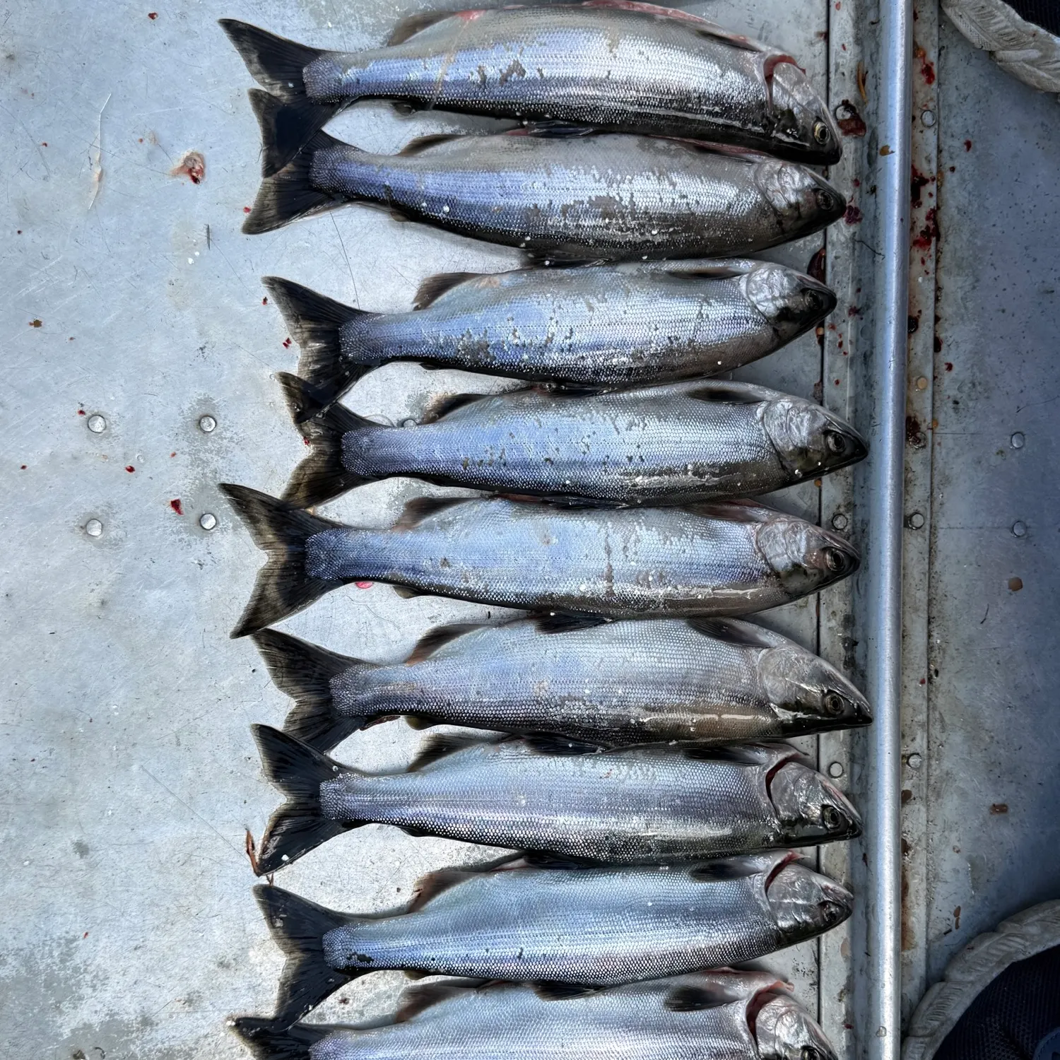 Kokanee salmon caught on Fishbrain