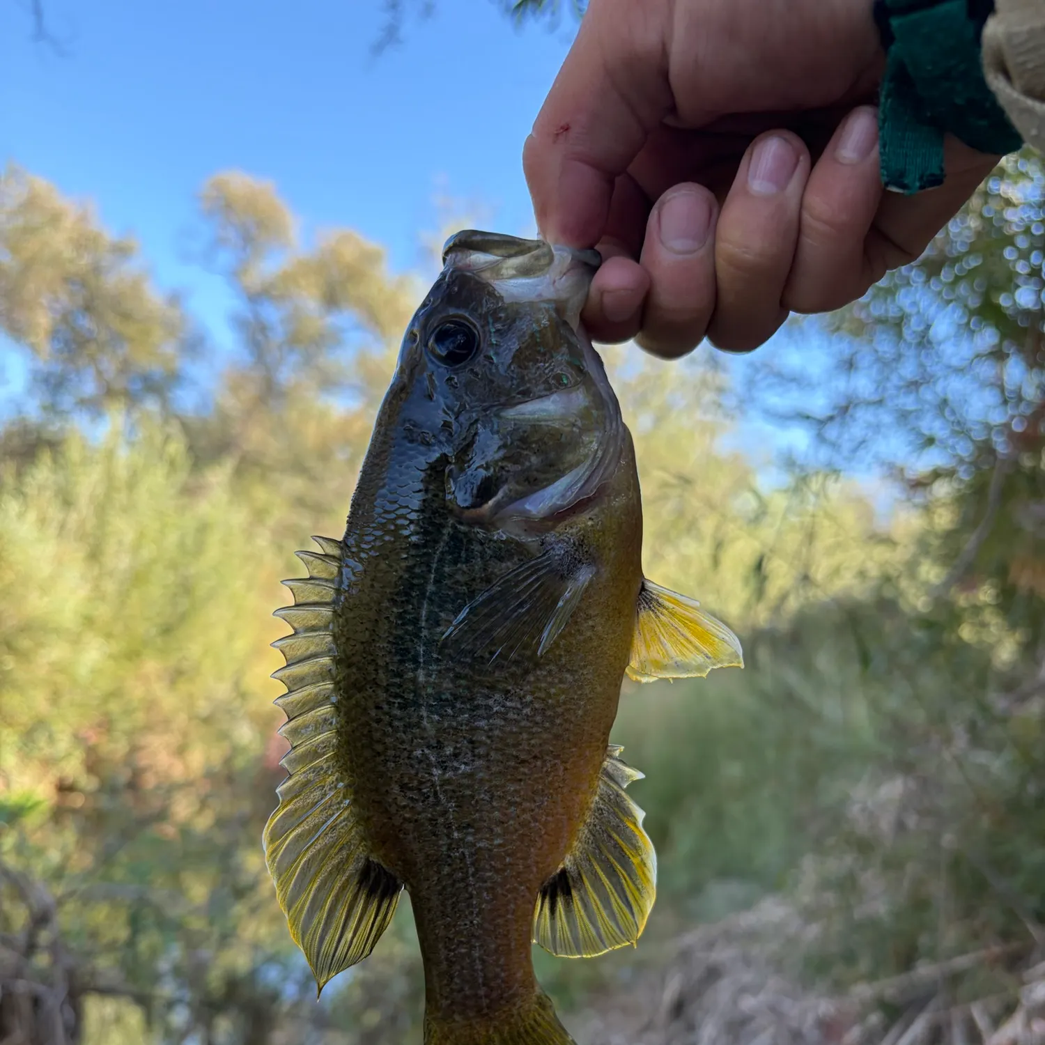 Green sunfish caught on Fishbrain