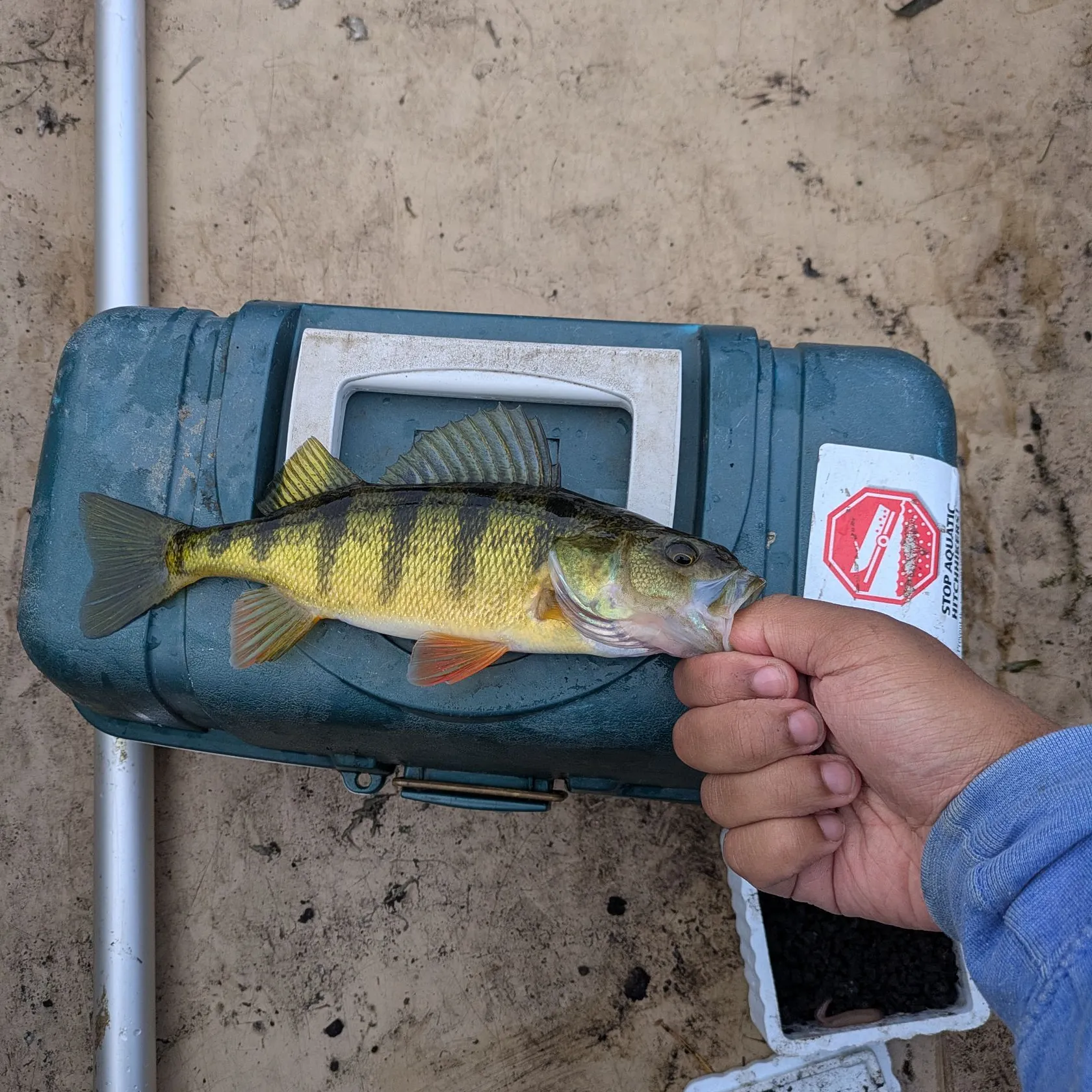 Yellow perch caught on Fishbrain