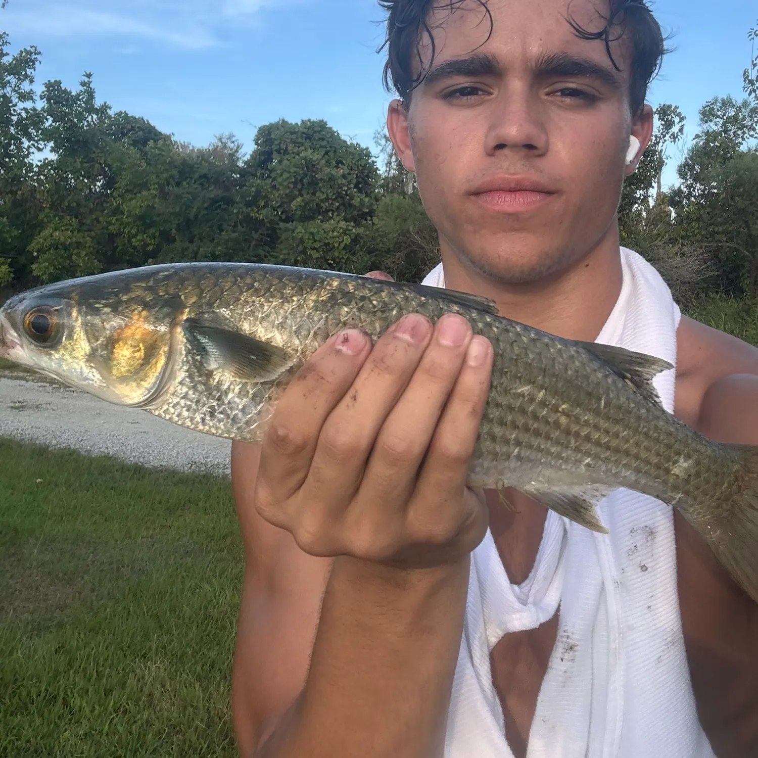 Striped mullet caught on Fishbrain