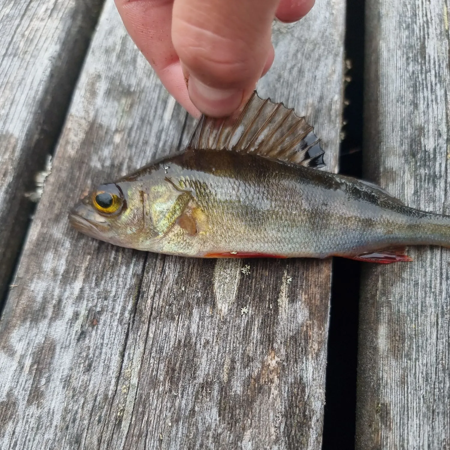 European perch caught on Fishbrain