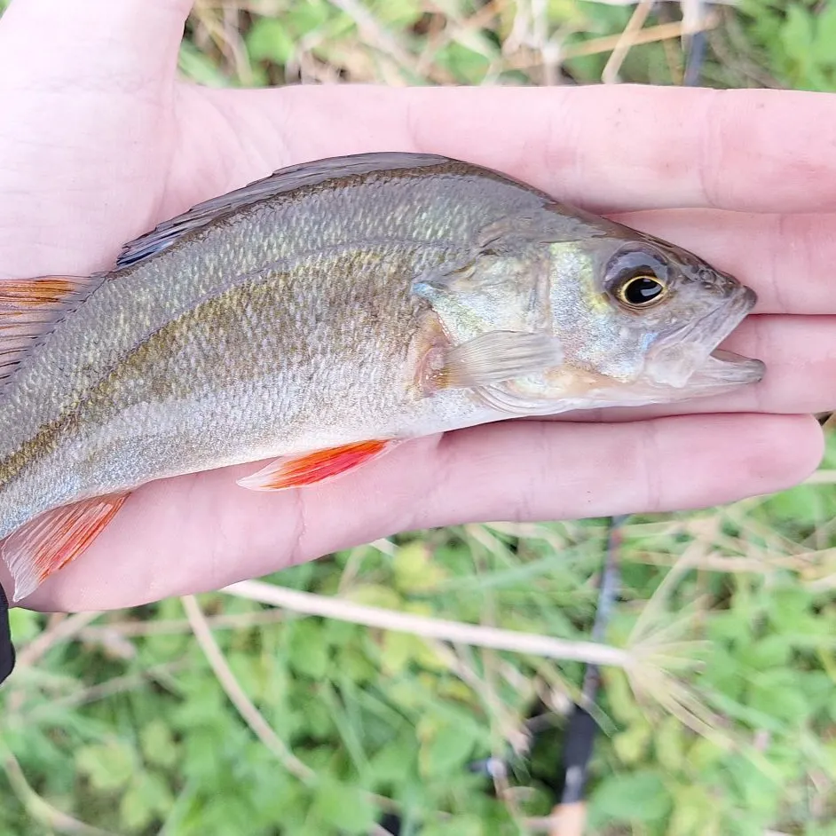 European perch caught on Fishbrain