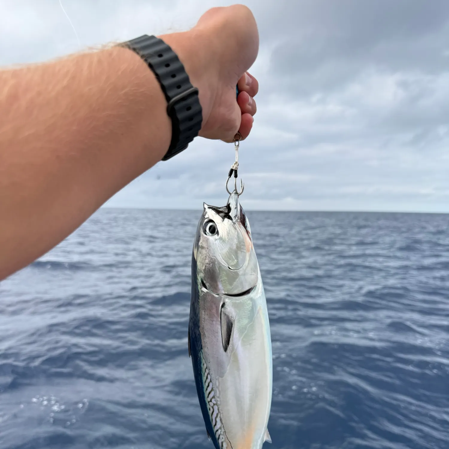 Frigate tuna caught on Fishbrain