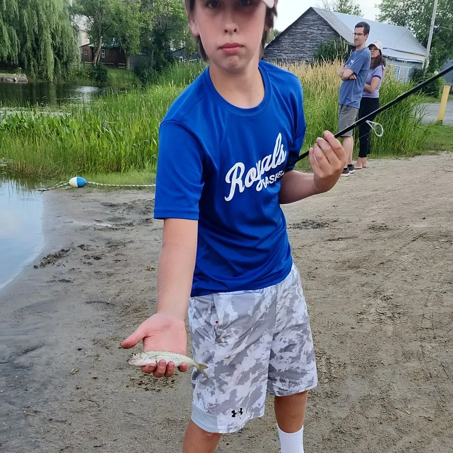 The most recent Sand shiner catches on Fishbrain