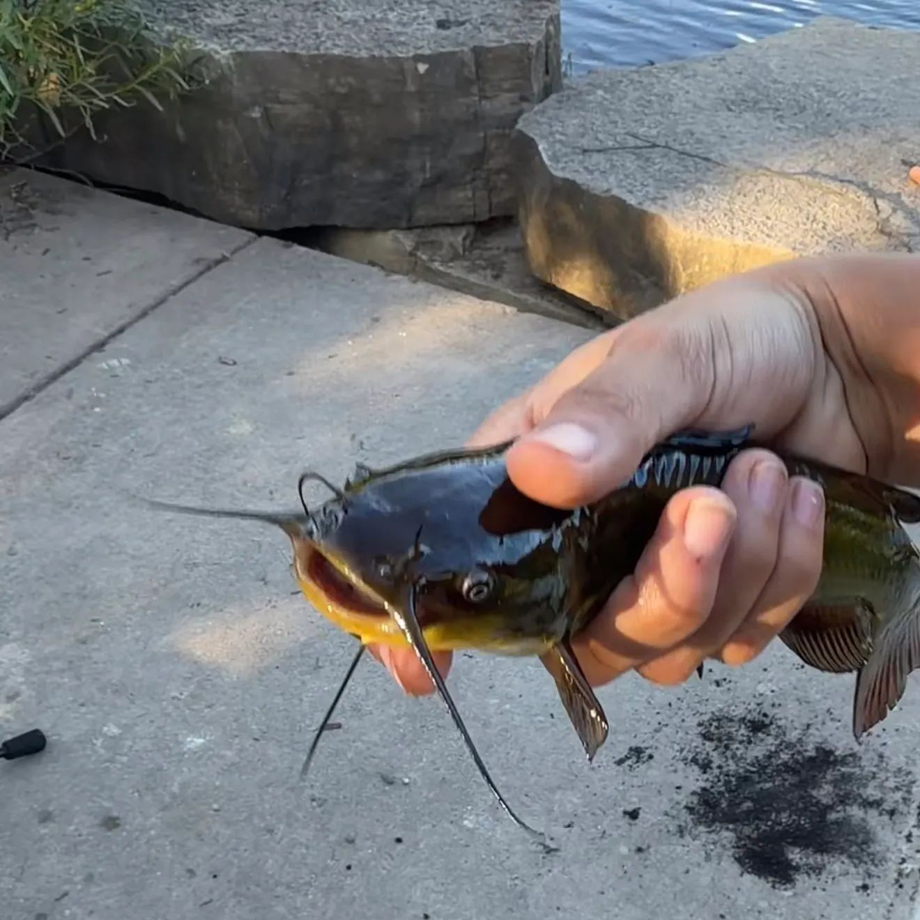 Yellow bullhead caught on Fishbrain