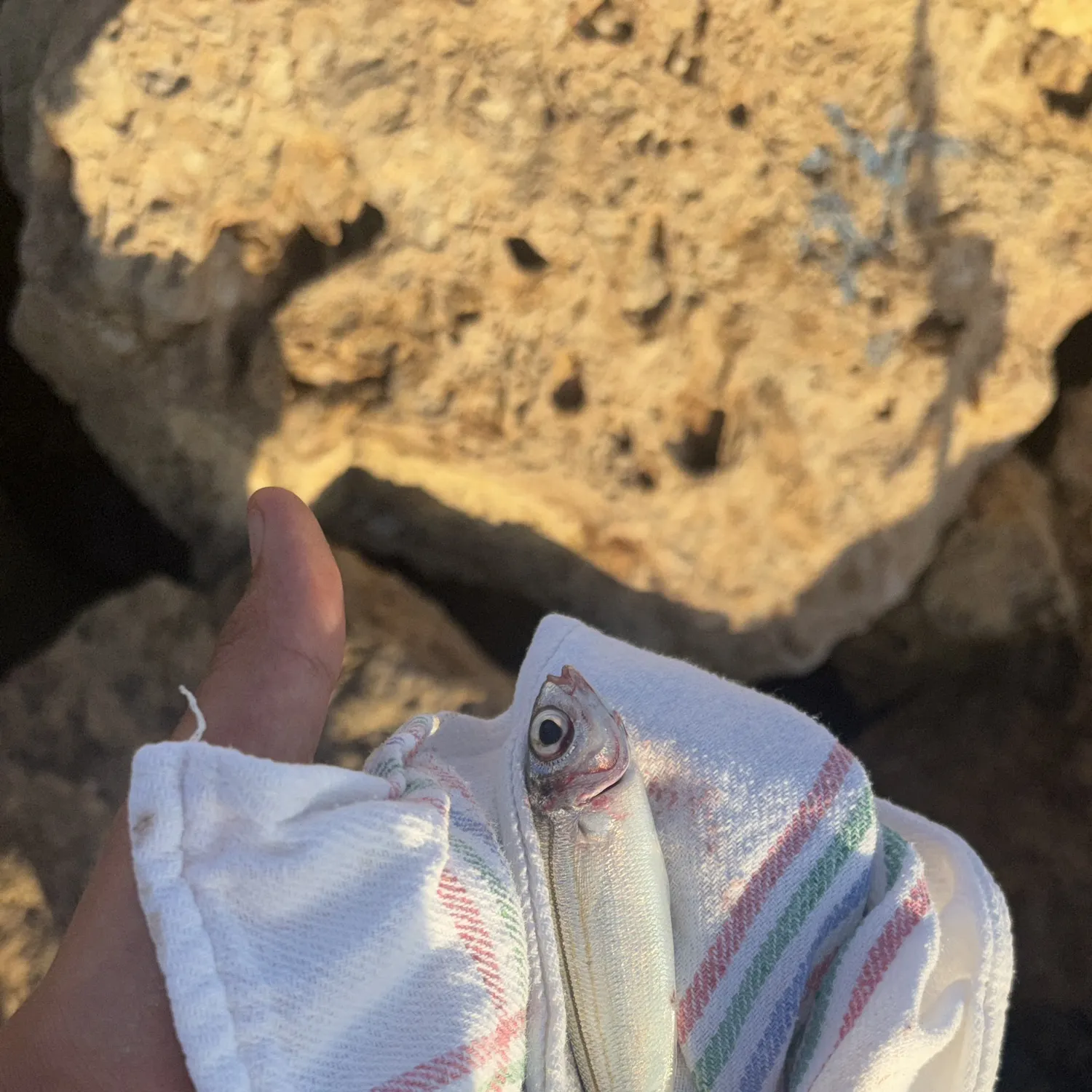 The most recent Bogue catches on Fishbrain