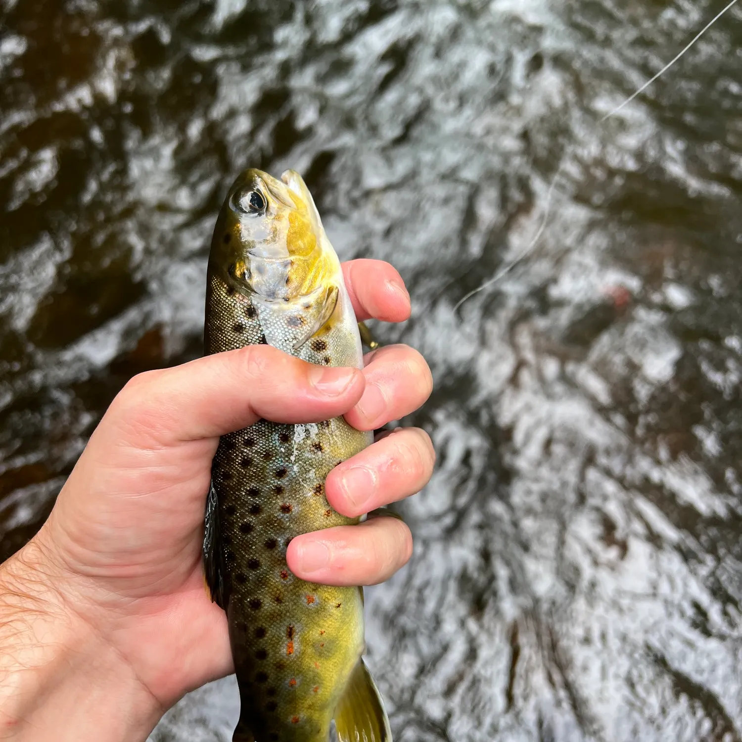 Brown trout caught on Fishbrain