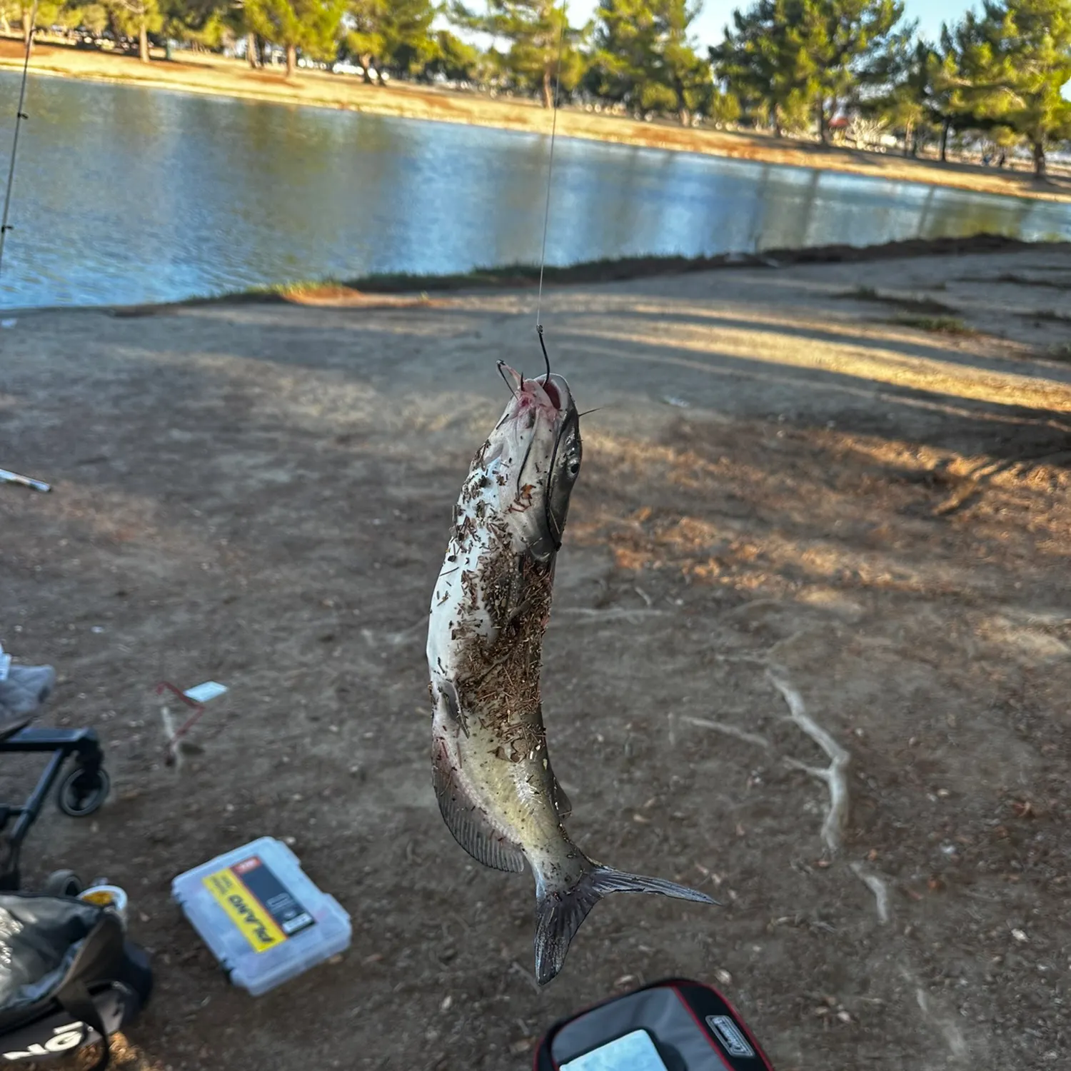 Channel catfish caught on Fishbrain